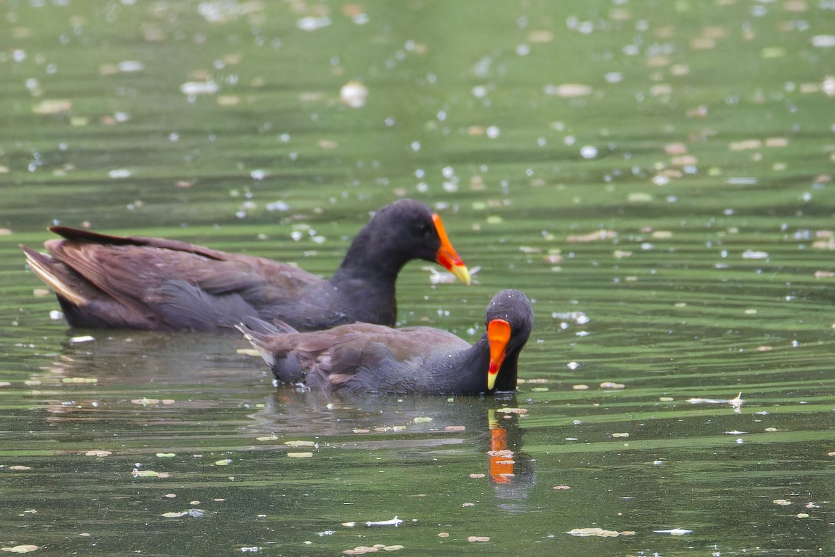 Dusky Moorhen - ML647260816