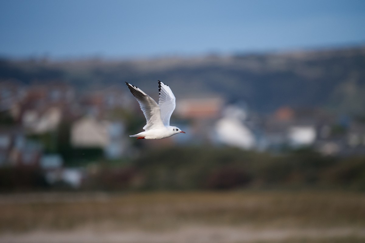 ユリカモメ - ML647260817