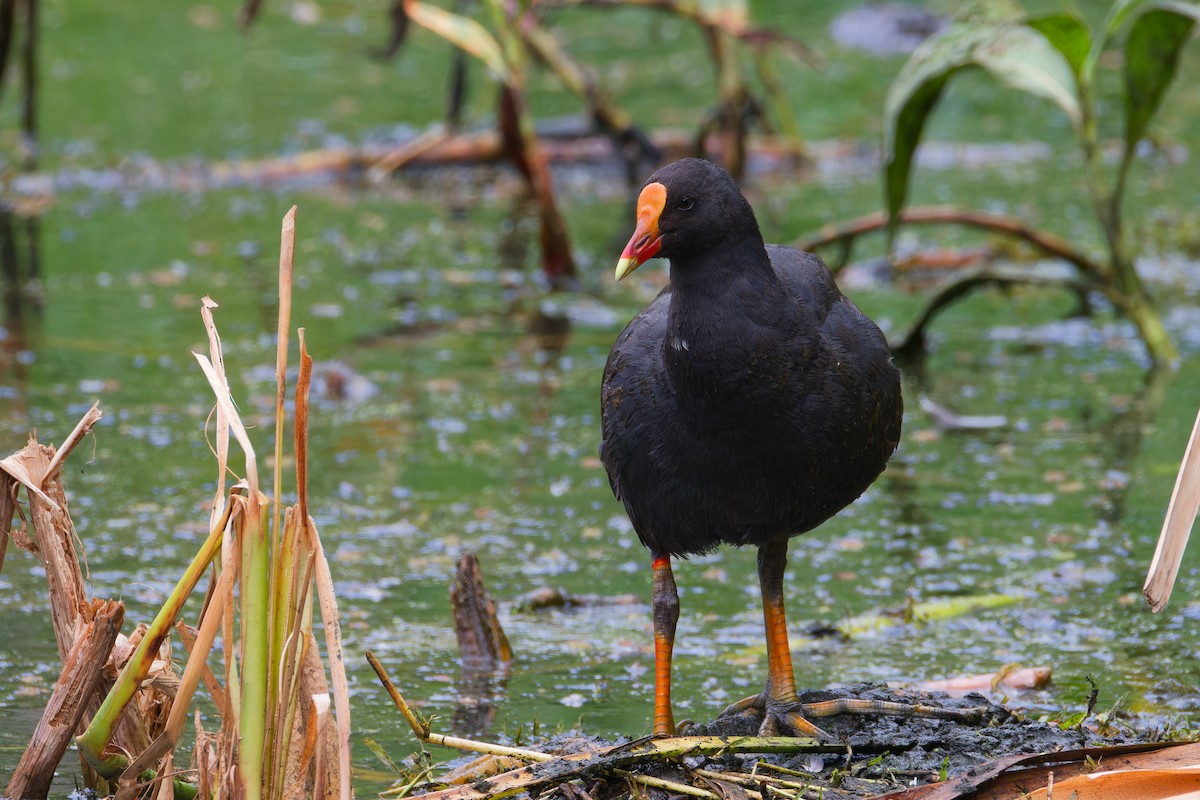 Dusky Moorhen - ML647260838