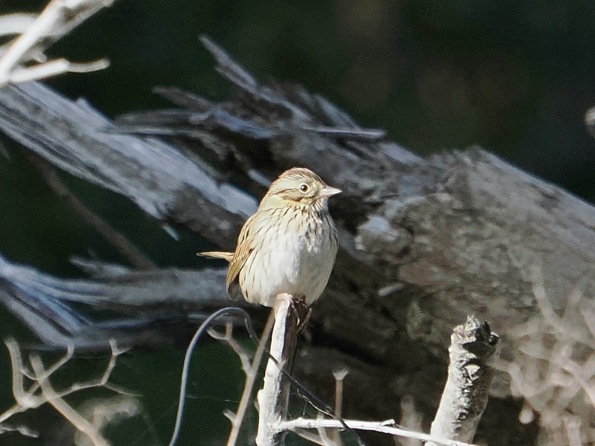 Lincoln's Sparrow - ML647260852