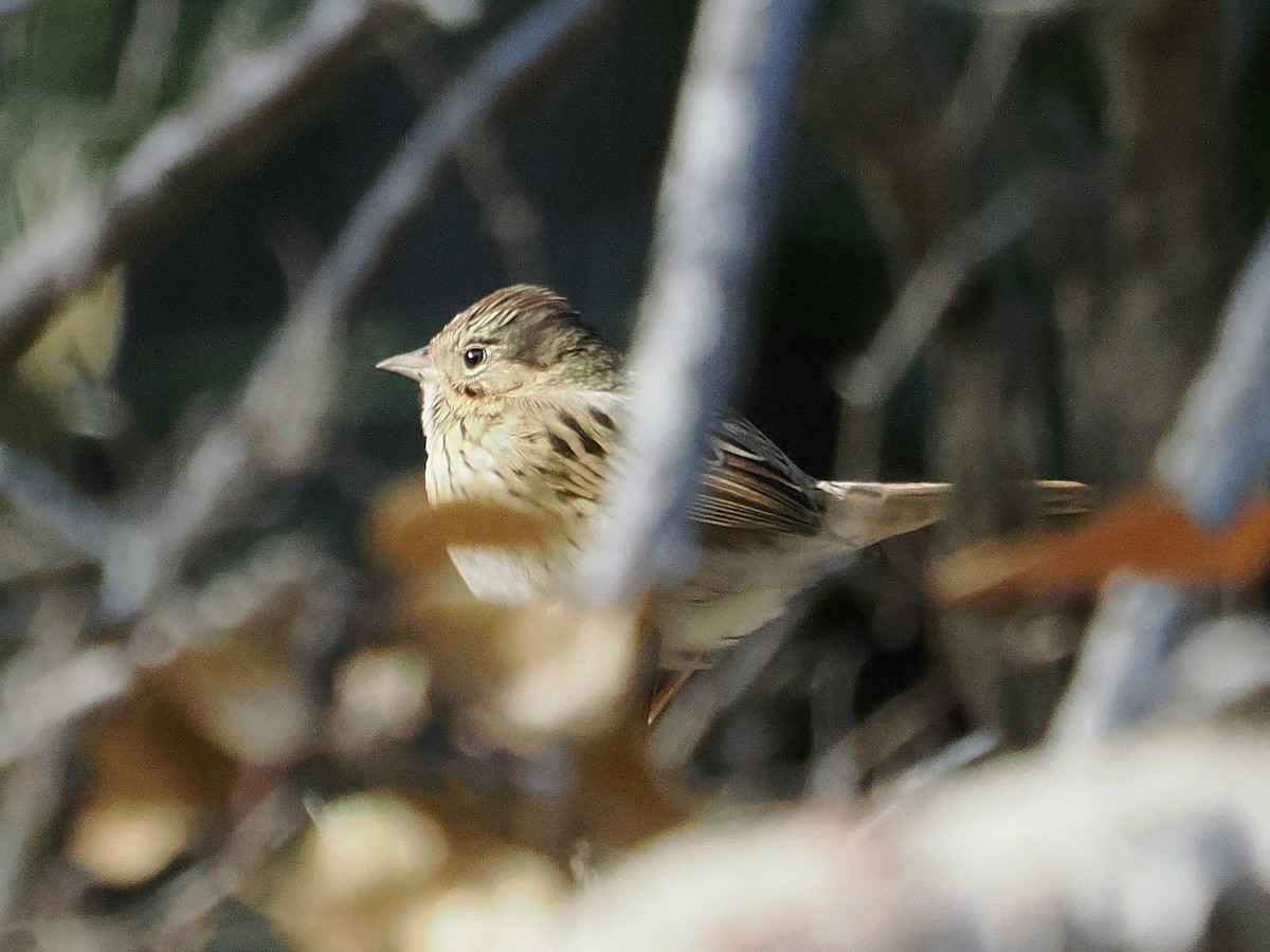 Lincoln's Sparrow - ML647260853