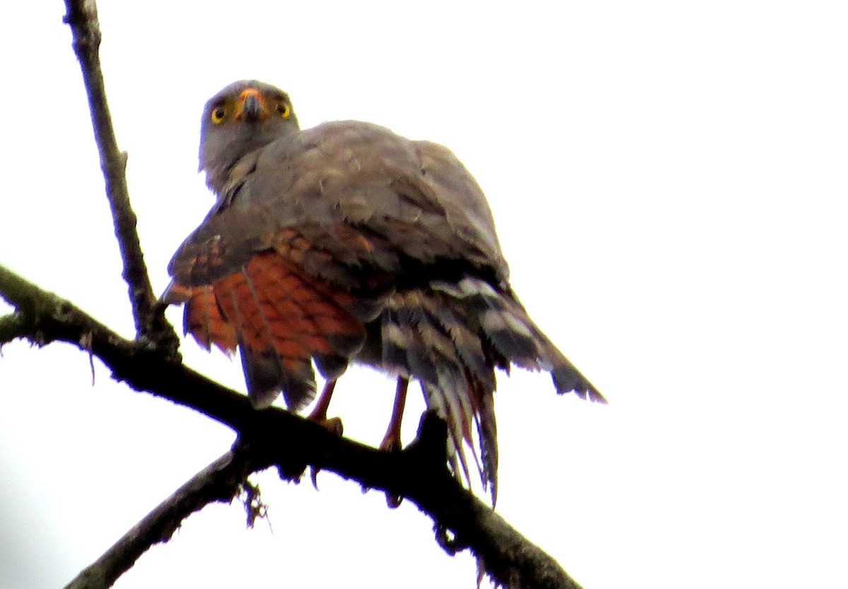 káně krahujová - ML647260856