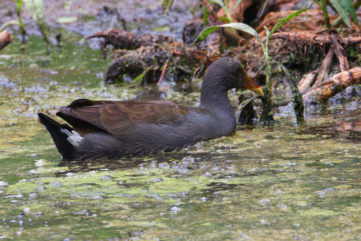 Dusky Moorhen - ML647260858