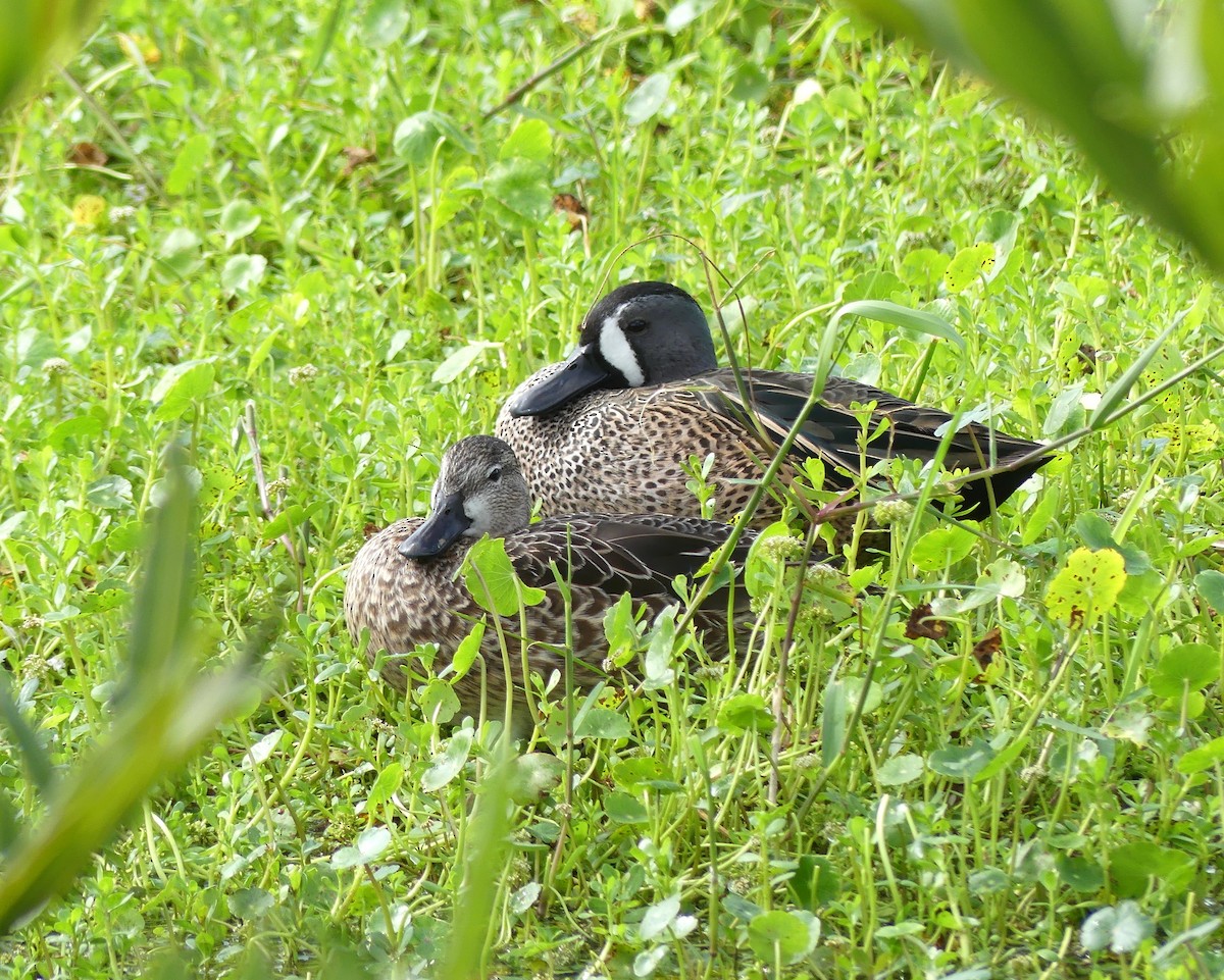 Blue-winged Teal - ML647260879