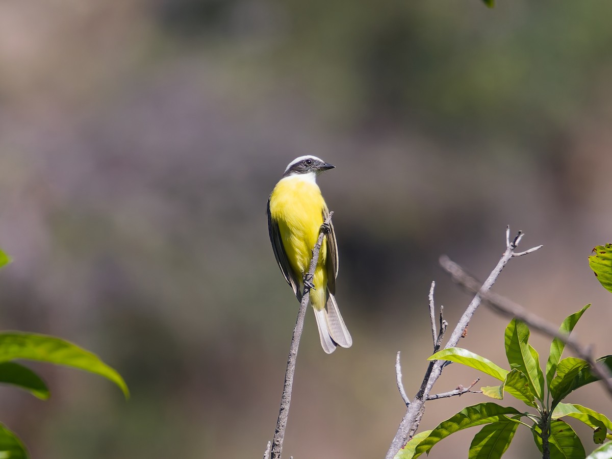 Tyran sociable - ML647260881