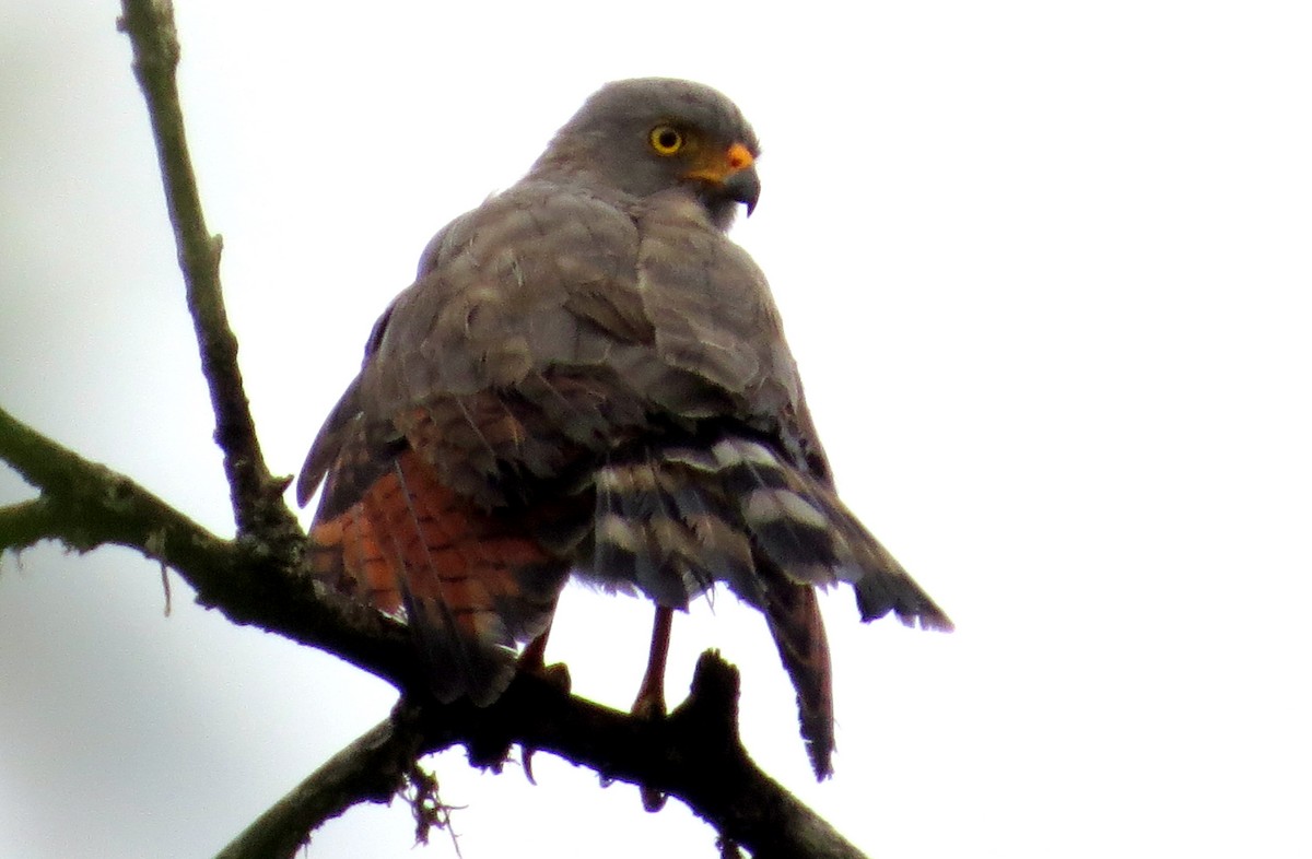 káně krahujová - ML647260882