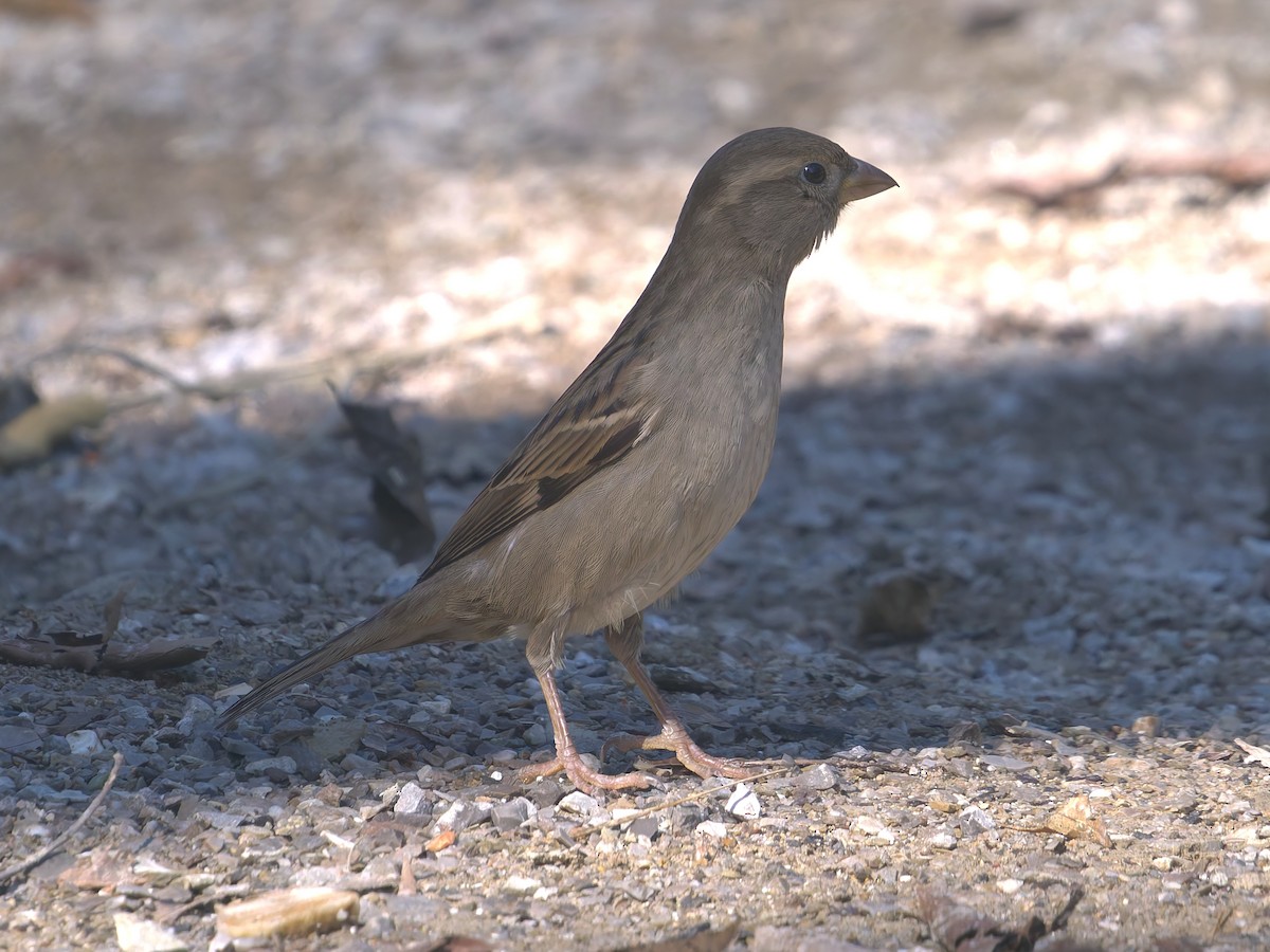 House Sparrow - ML647260889