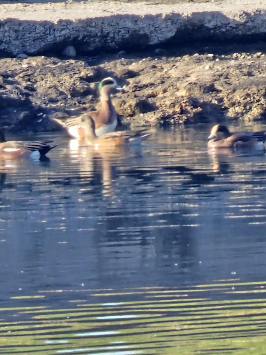 American Wigeon - ML647260894