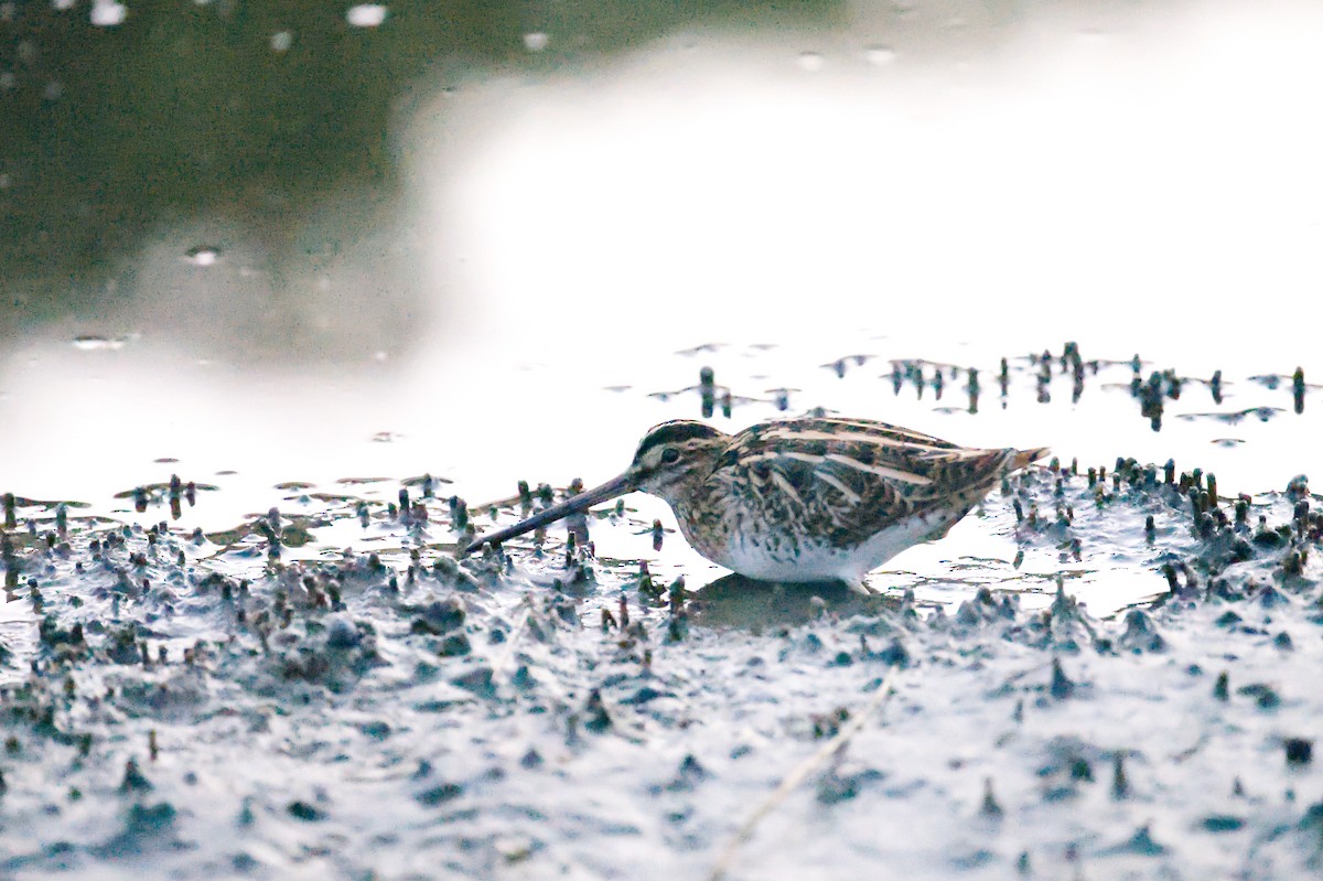 タシギ - ML647260896