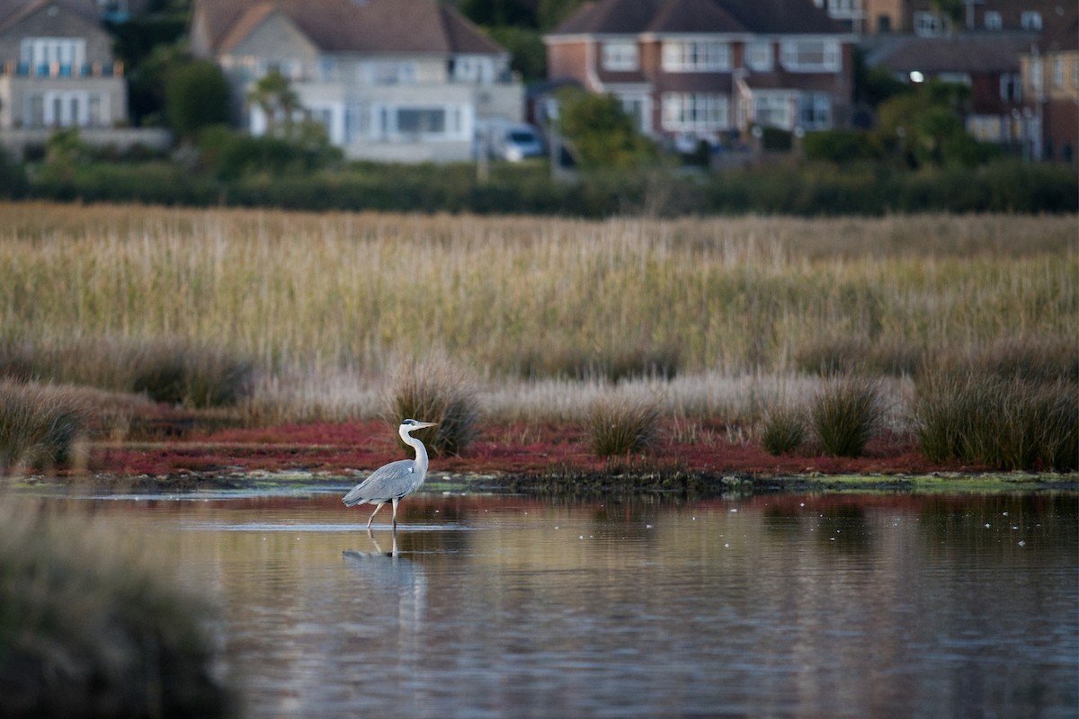 アオサギ - ML647260900