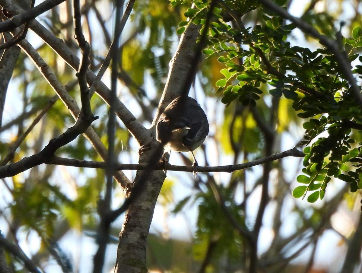 Голубая комароловка - ML647260901