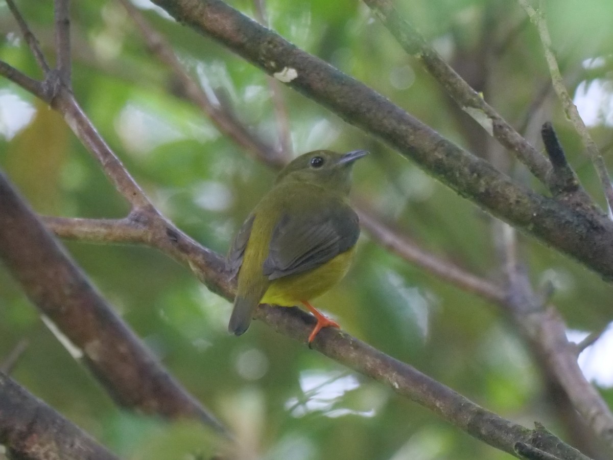 White-collared Manakin - ML647260906