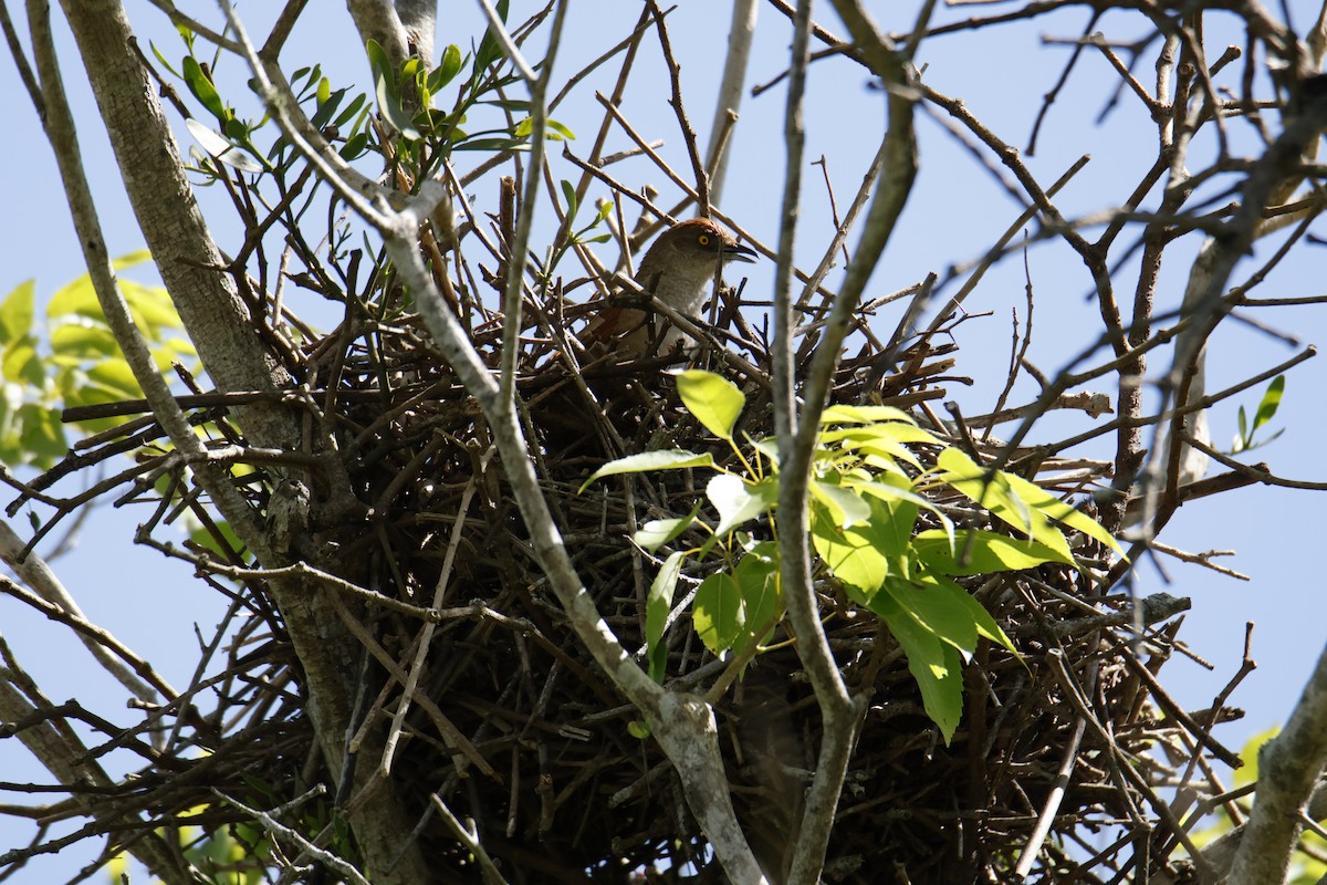 Synallaxe rouge - ML647260910