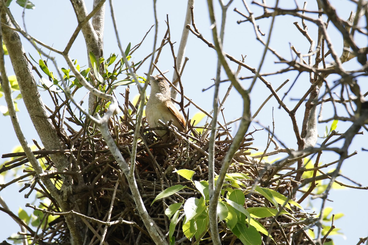 Synallaxe rouge - ML647260911