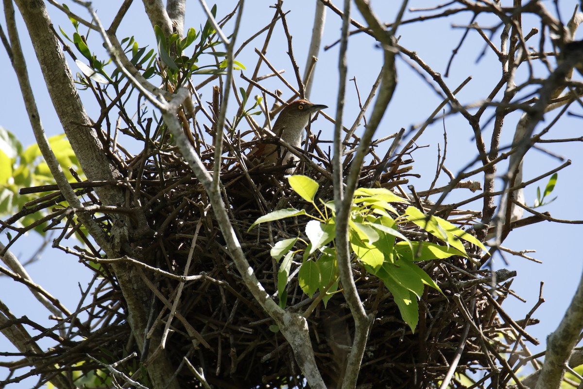 Synallaxe rouge - ML647260912