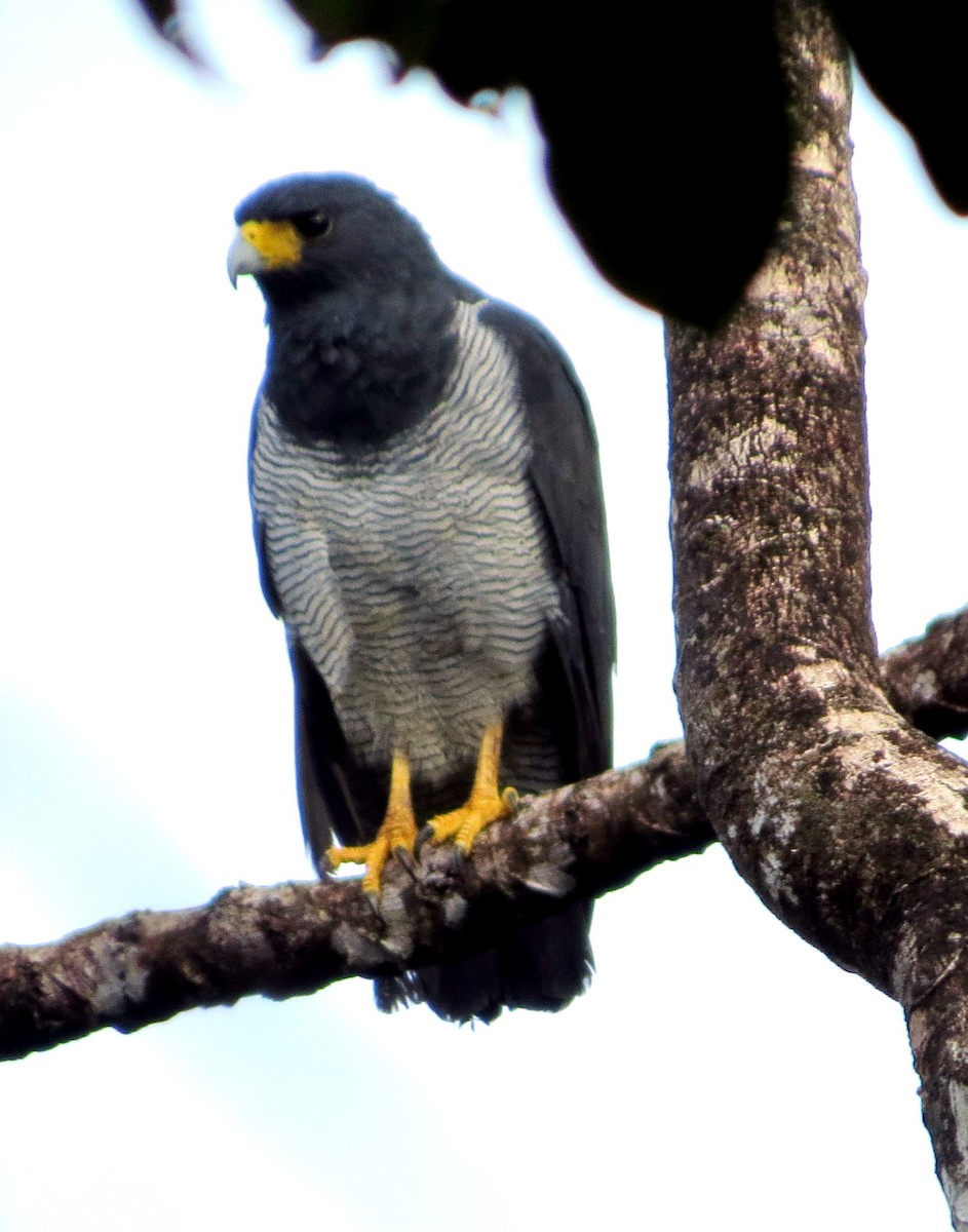 Barred Hawk - ML647260916