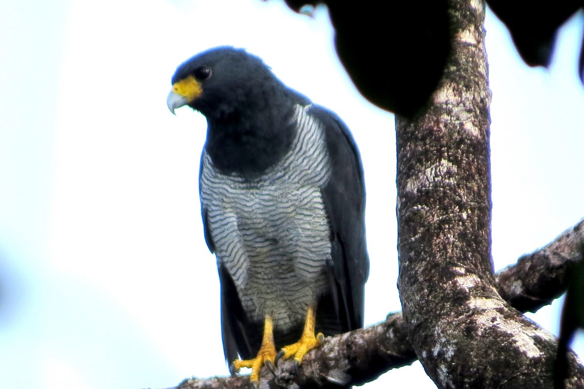 Barred Hawk - ML647260917