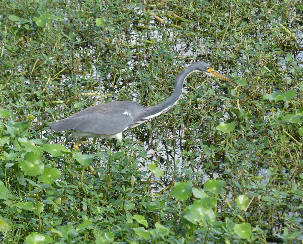 Tricolored Heron - ML647260919