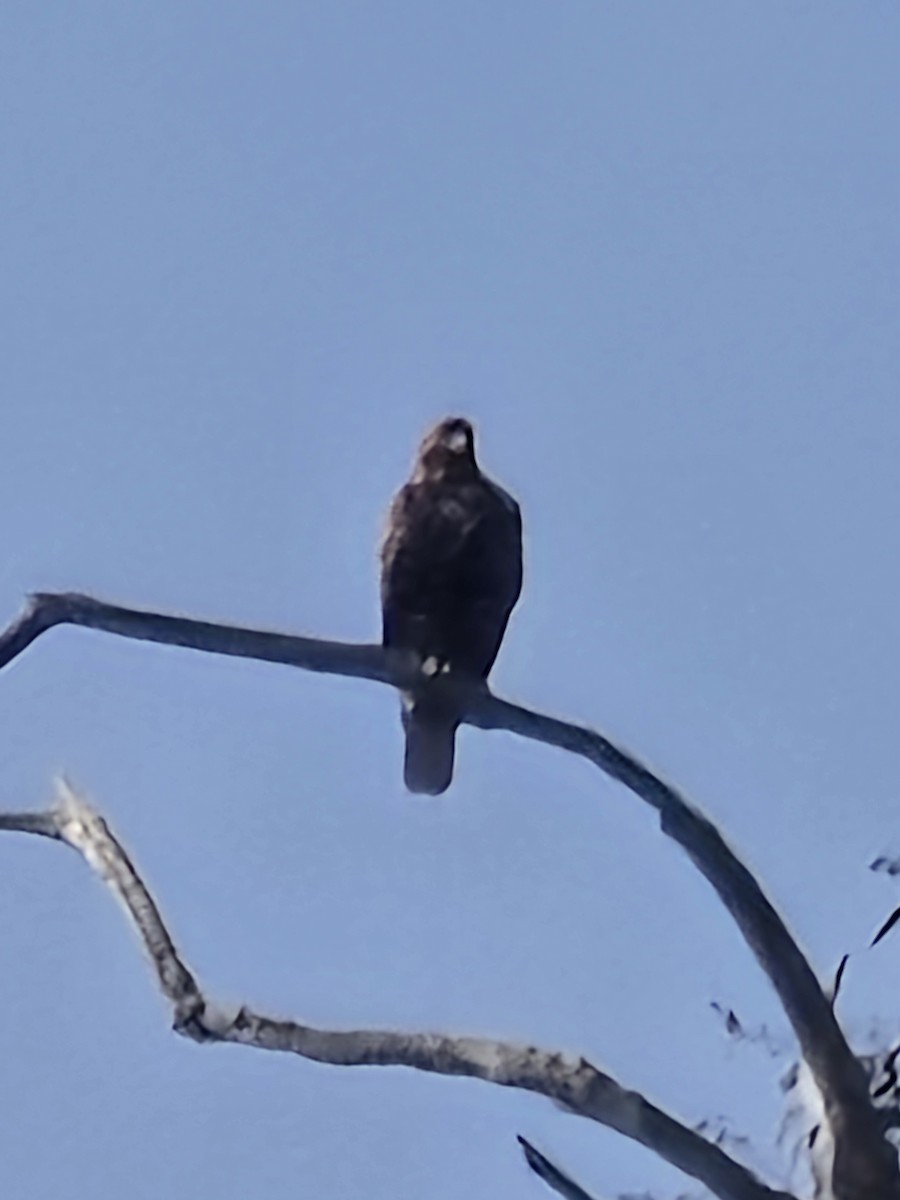 Golden Eagle - ML647260924