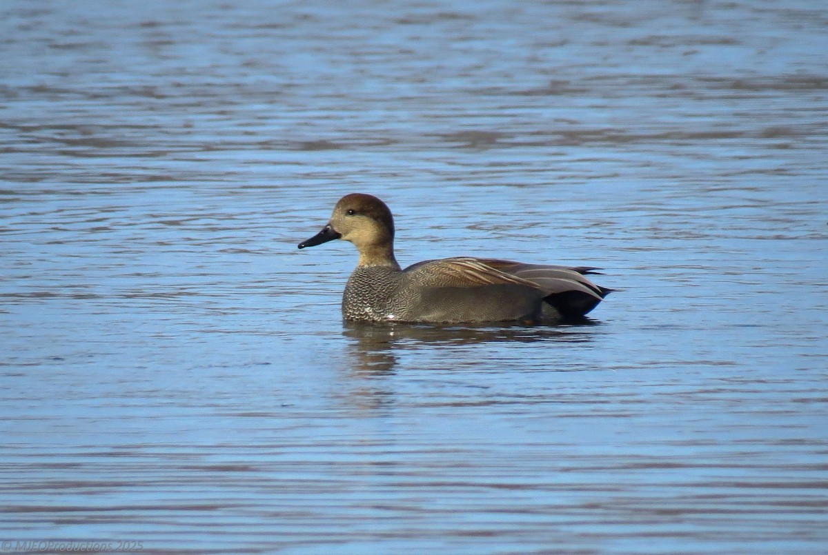 Gadwall - ML647260925