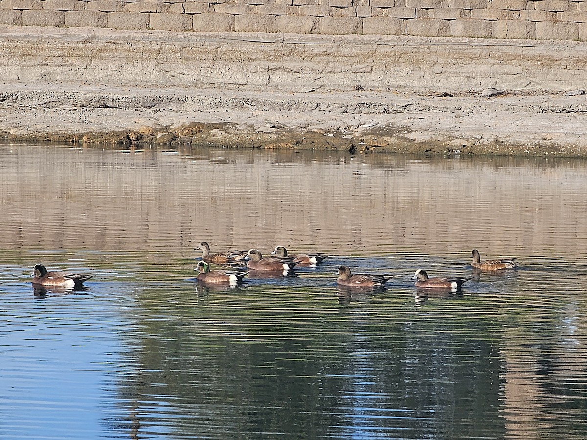 American Wigeon - ML647260929