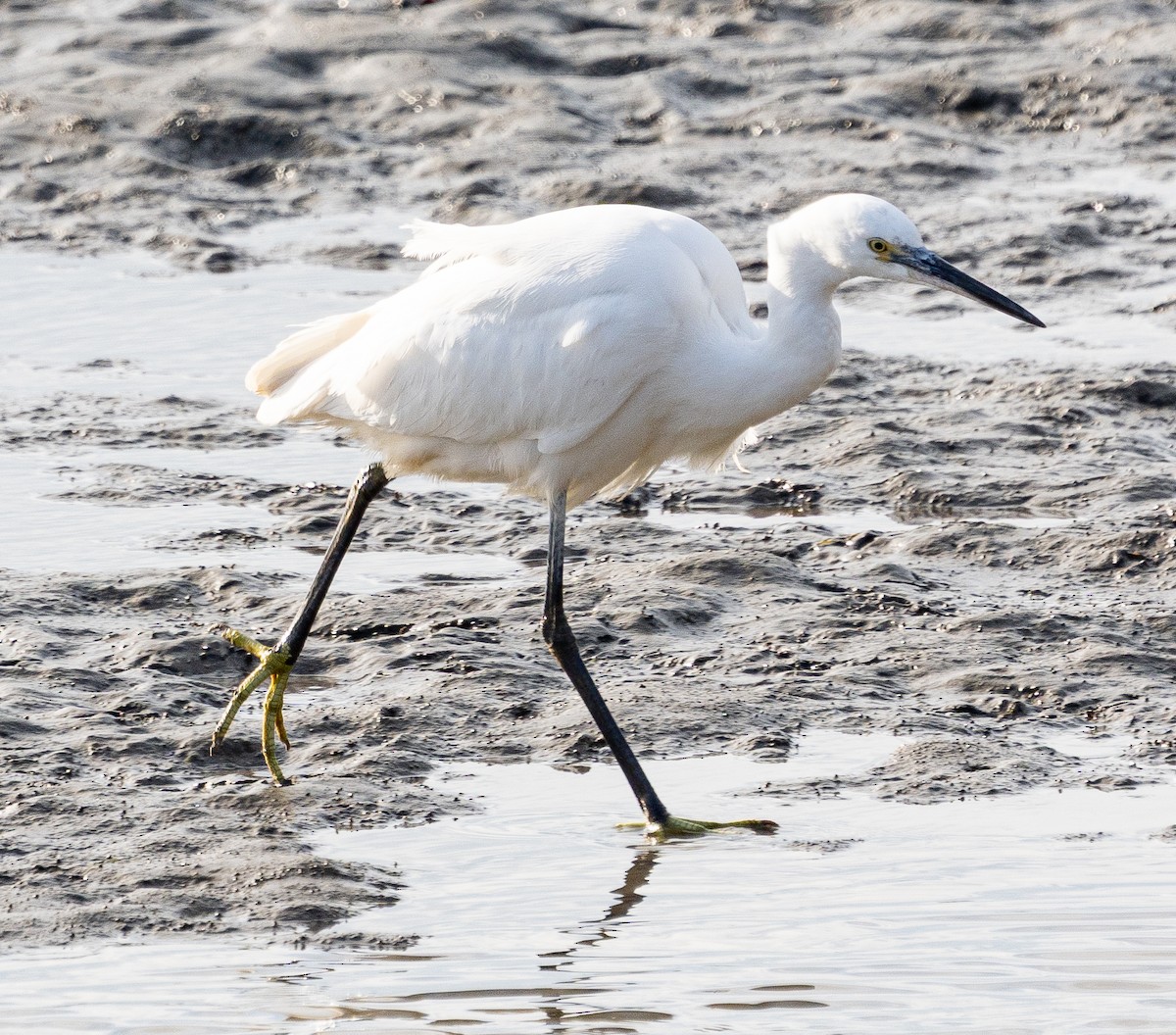 Little Egret - ML647260933