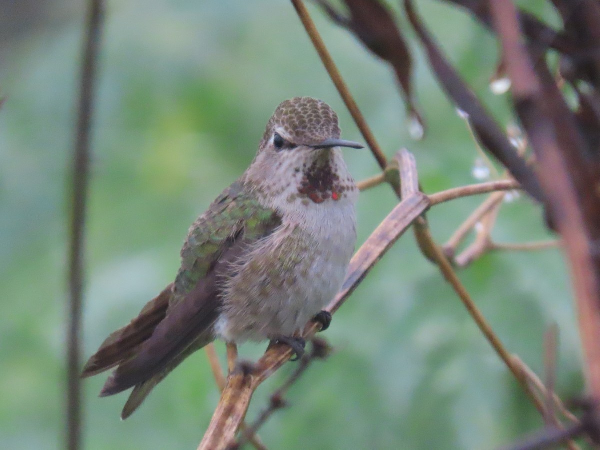 Anna's Hummingbird - ML647260934