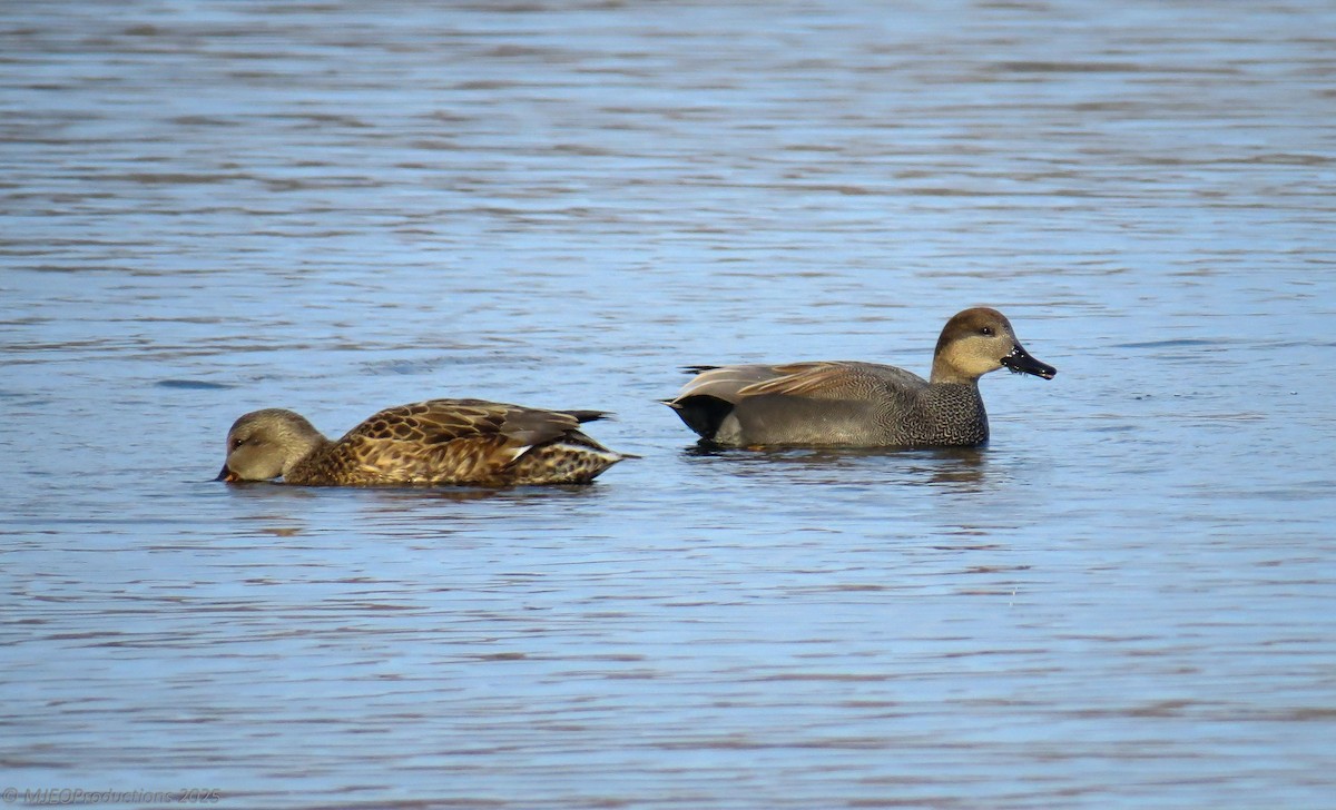 Gadwall - ML647260935