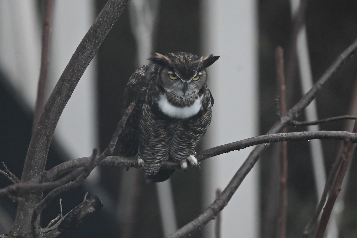 Great Horned Owl - ML647260936