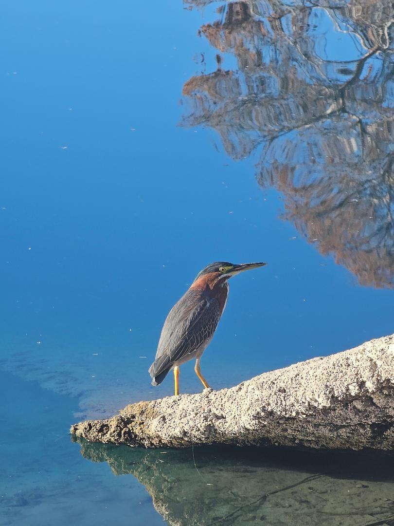 Green Heron - ML647260942