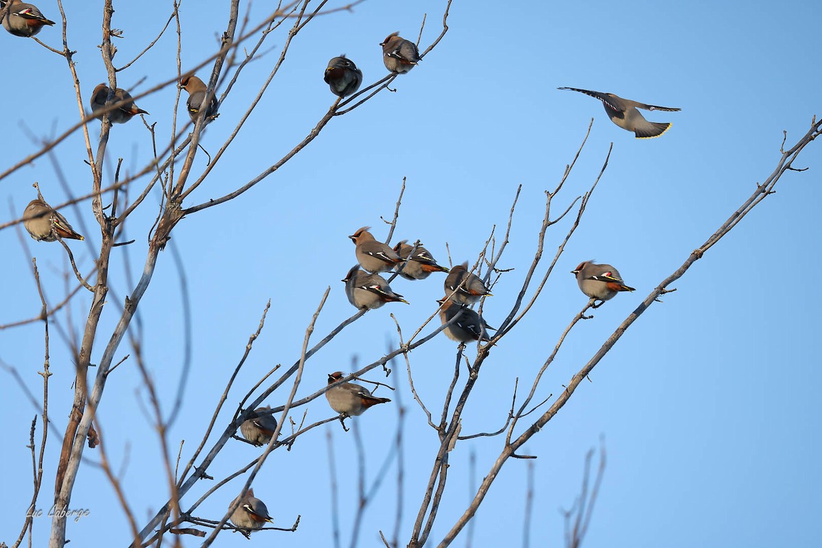 Seidenschwanz - ML647260943