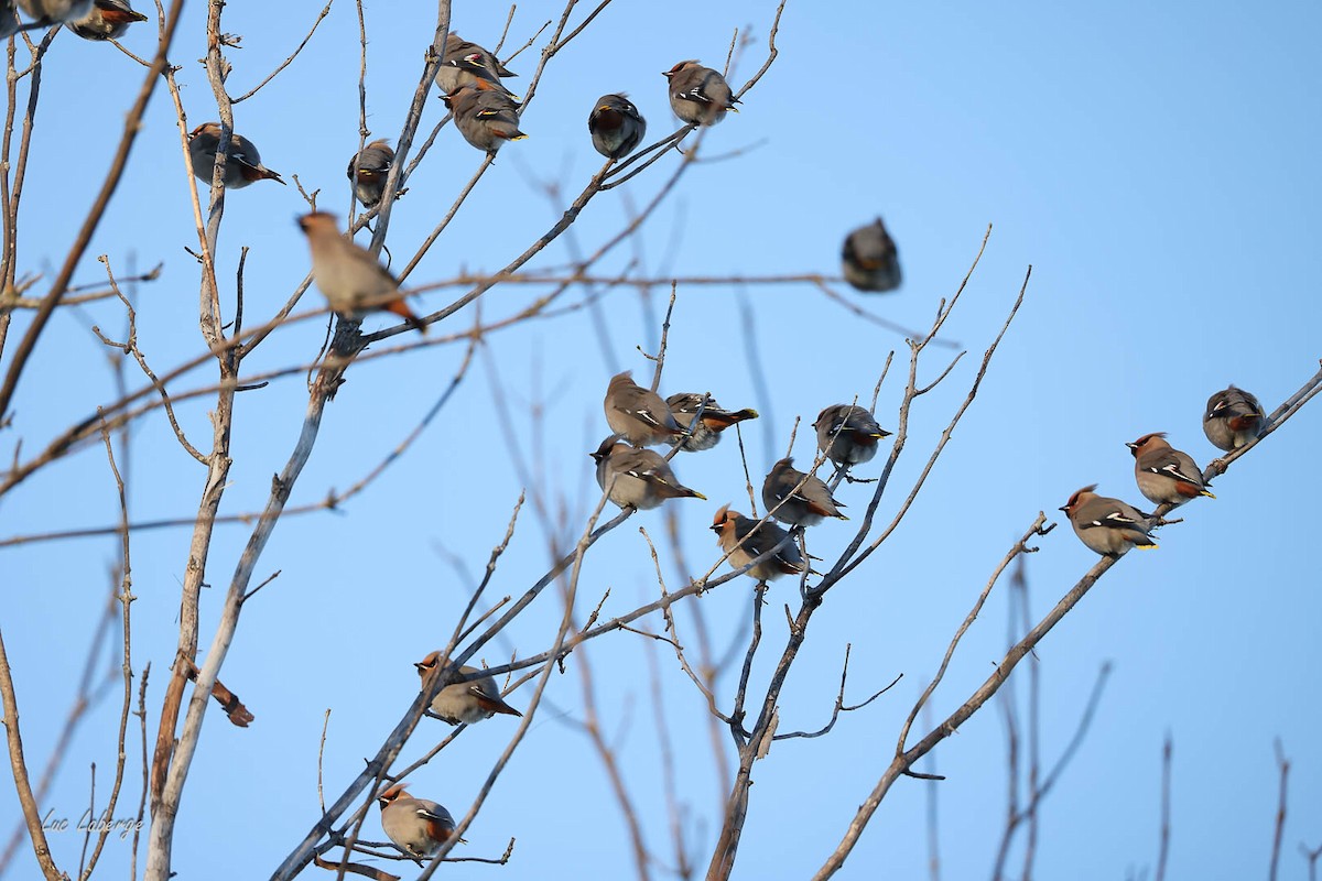 Seidenschwanz - ML647260944