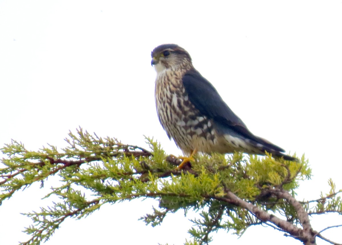 Merlin - ML647260945