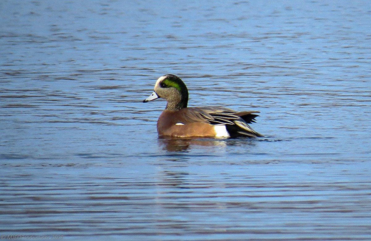 American Wigeon - ML647260950