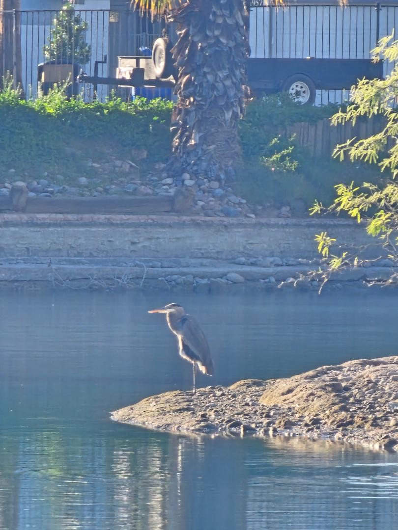 Great Blue Heron - ML647260952