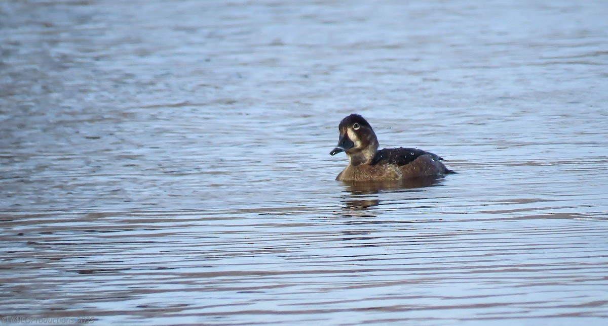 Ring-necked Duck - ML647260955