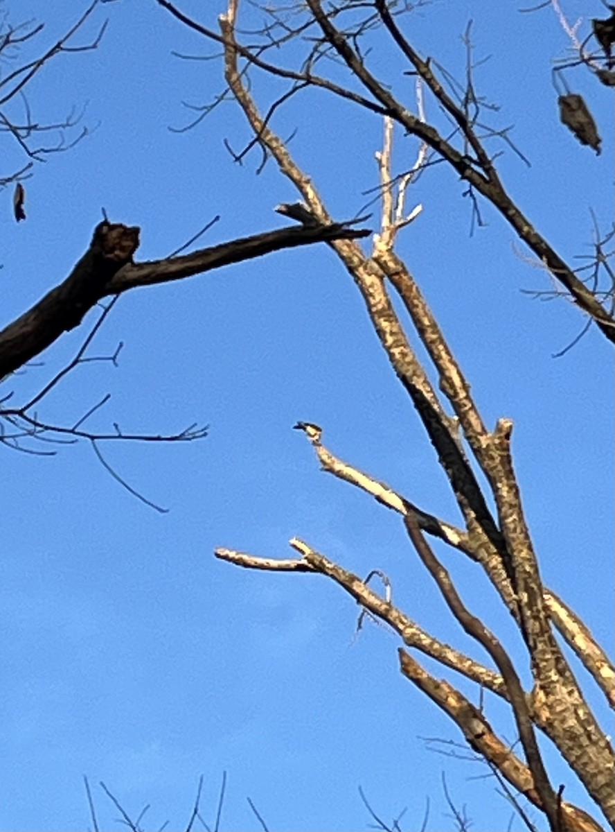 Merlin - ML647260956