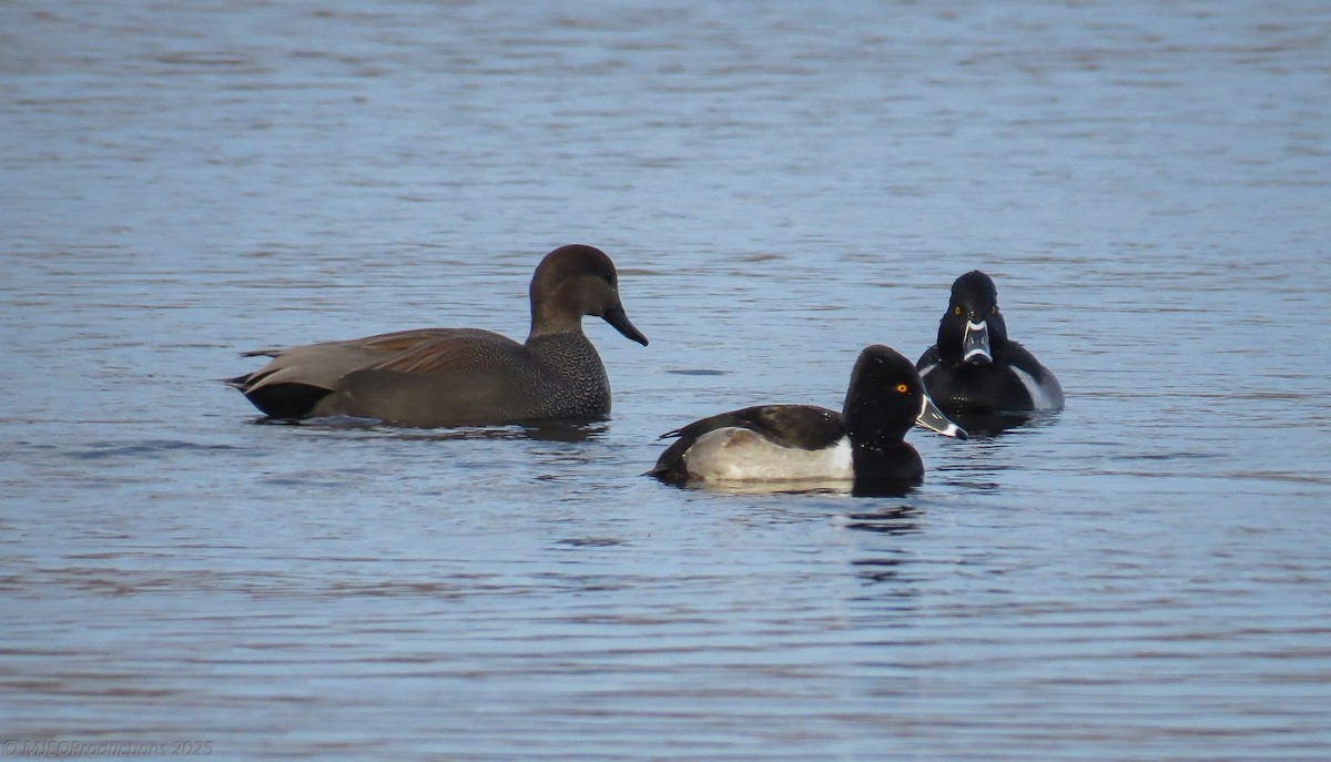 Ring-necked Duck - ML647260957