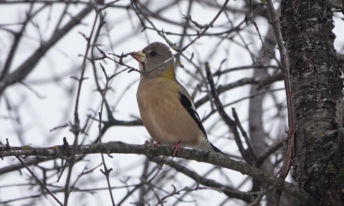 キビタイシメ - ML647260958