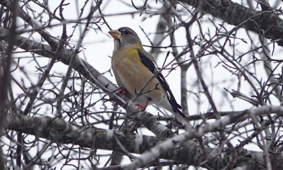 キビタイシメ - ML647260959