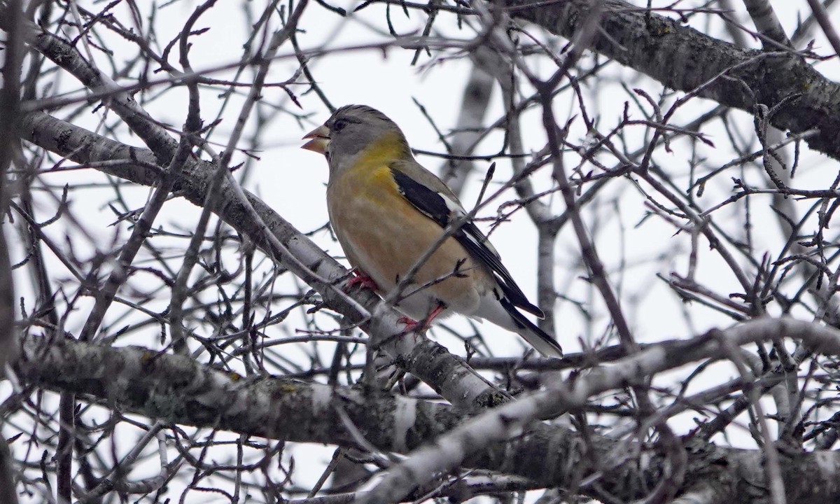 キビタイシメ - ML647260960