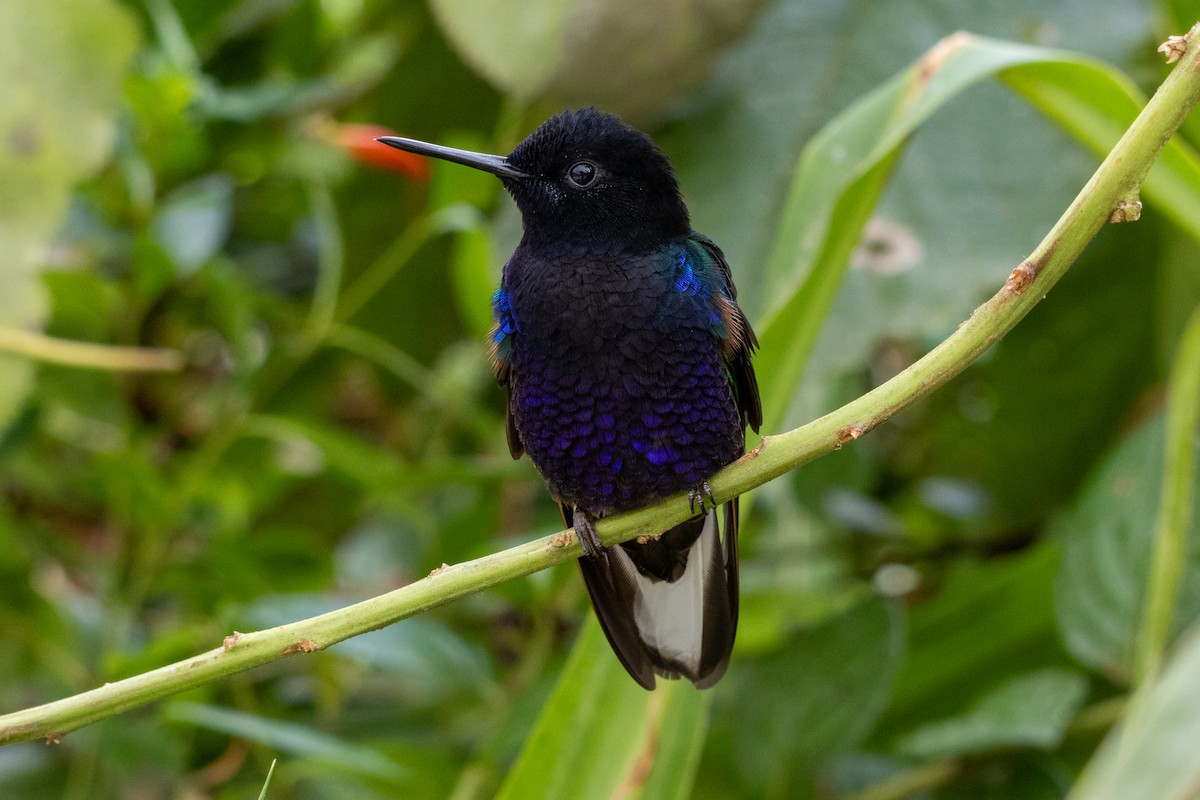 Velvet-purple Coronet - ML647260962
