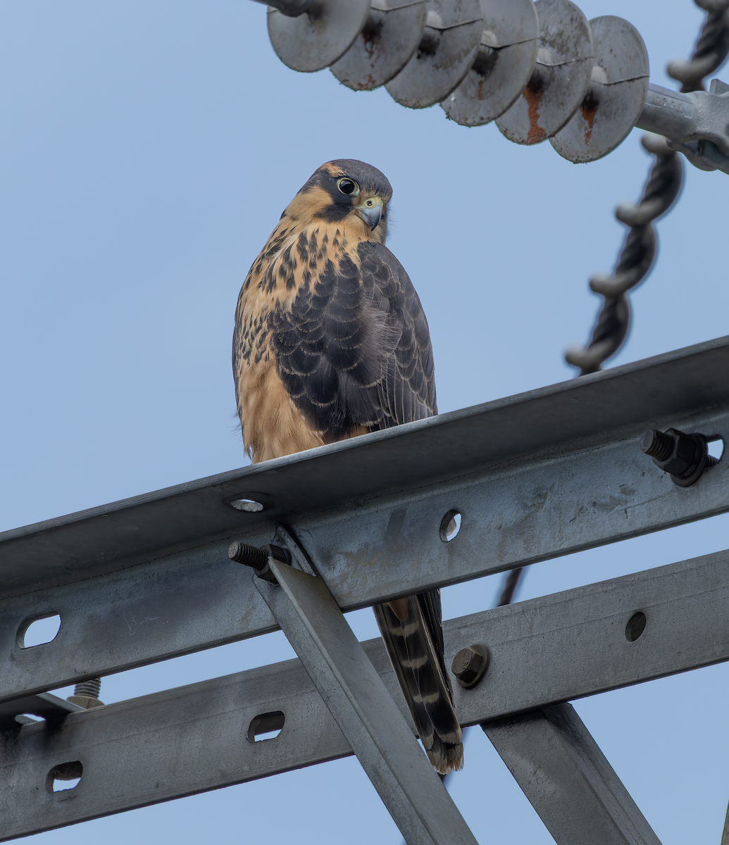 Aplomado Falcon - ML647260963