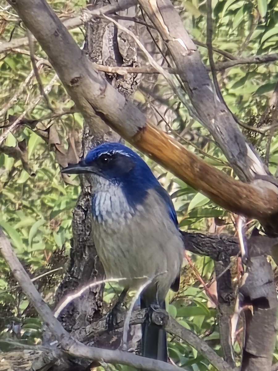 California Scrub-Jay - ML647260964
