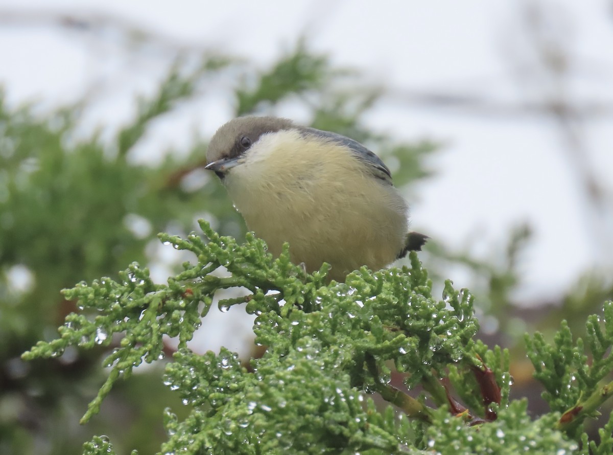 Pygmy Nuthatch - ML647260965