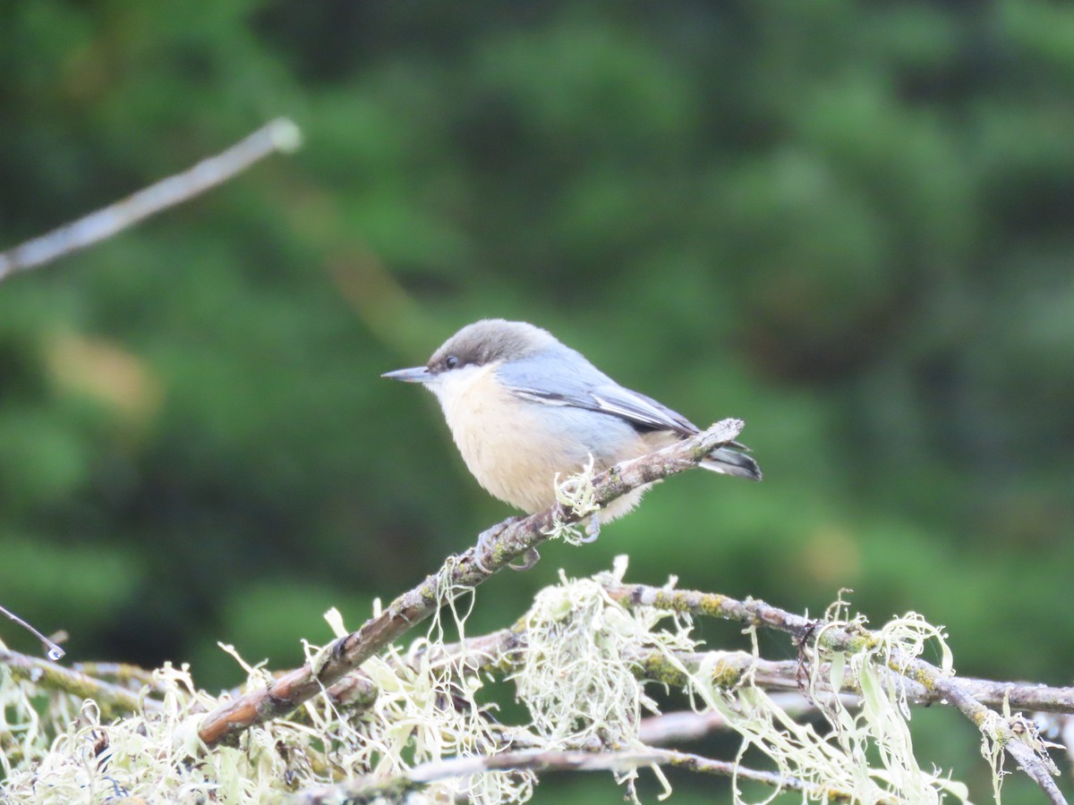 Pygmy Nuthatch - ML647260966
