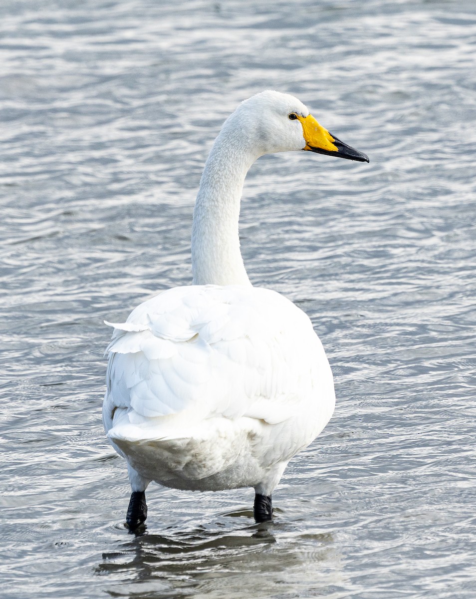 Whooper Swan - ML647260967