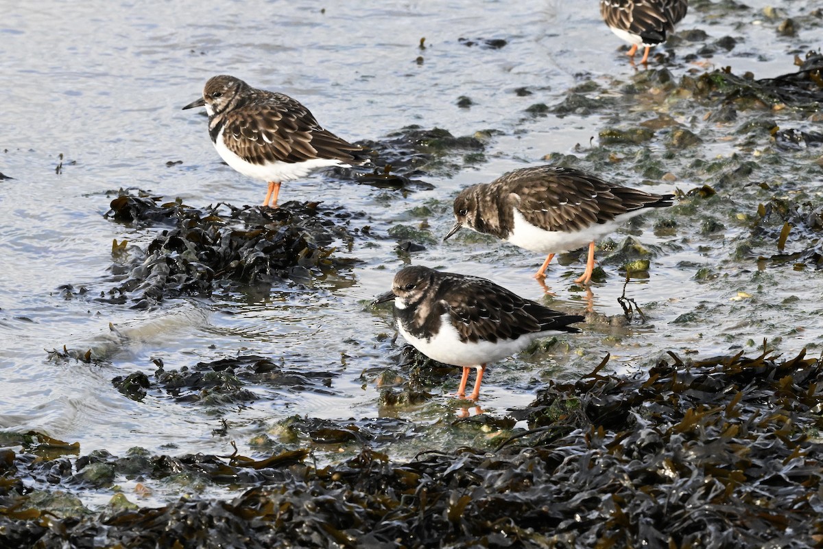 ארנריה אדמונית - ML647260968