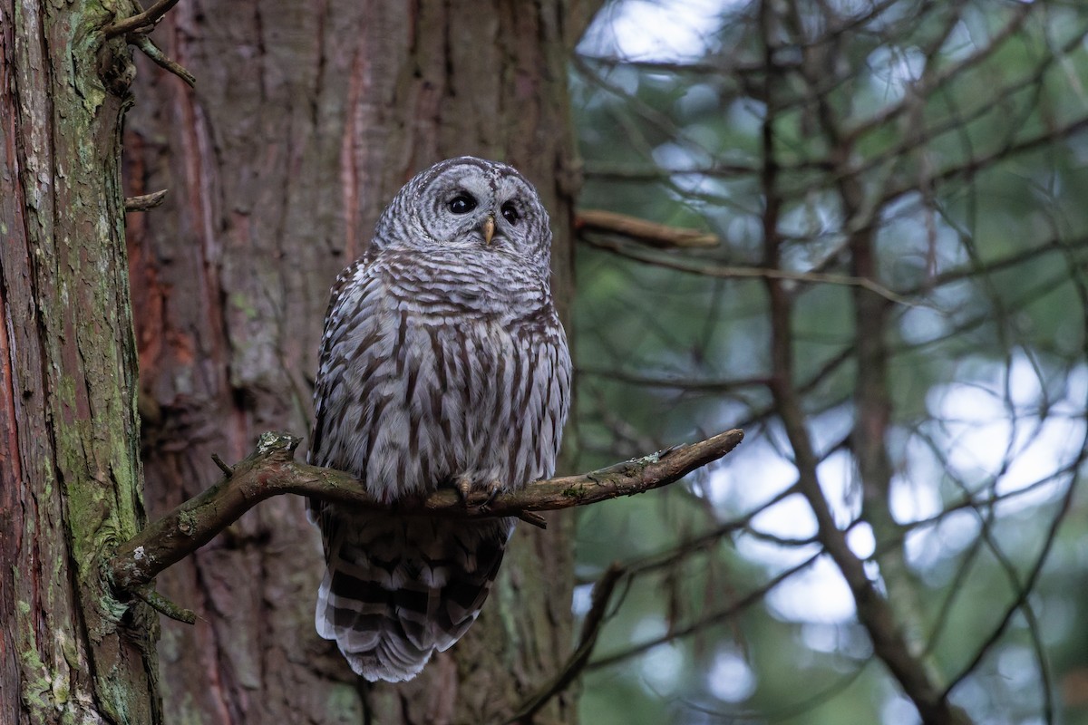 Barred Owl - ML647260971