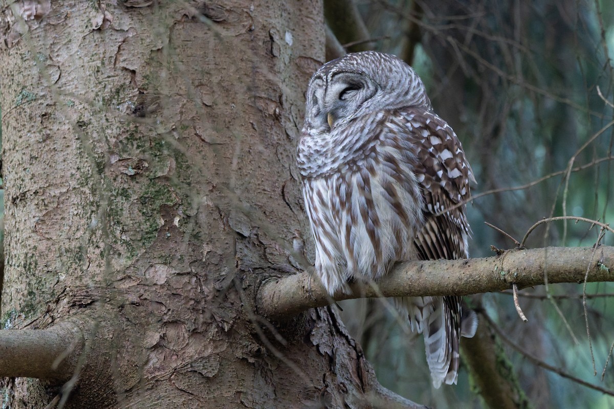 Barred Owl - ML647260972